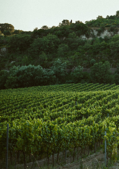 Vigneto vozzi guarnaccino contrada armirossi chiaromonte parco del pollino